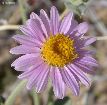 Imagem de Dieteria canescens var. leucanthemifolia (Greene) D. R. Morgan & R. L. Hartman