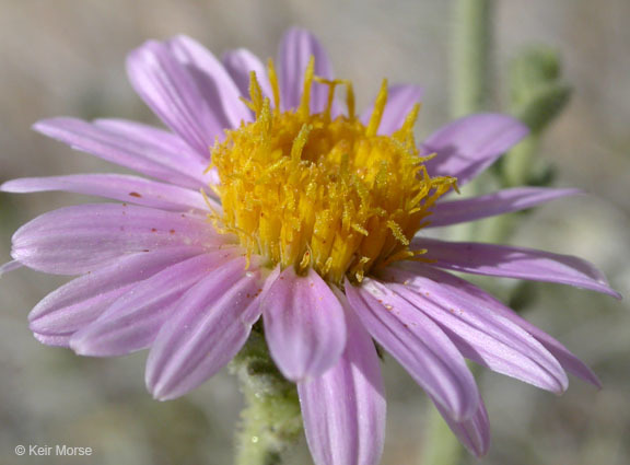 Image of Dieteria canescens var. leucanthemifolia (Greene) D. R. Morgan & R. L. Hartman