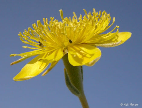 Image of Adonis blazingstar