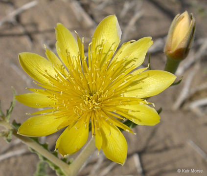 Image of Adonis blazingstar