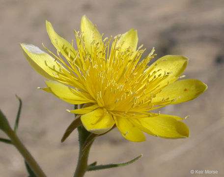 Image of Adonis blazingstar