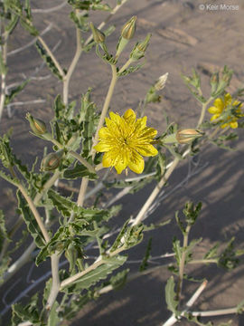 Image of Adonis blazingstar