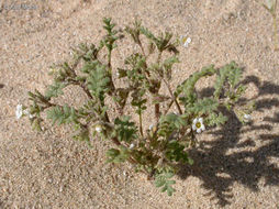 Image of Ives' phacelia