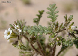 Image de Phacelia ivesiana Torr.