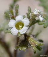 Phacelia ivesiana Torr. resmi