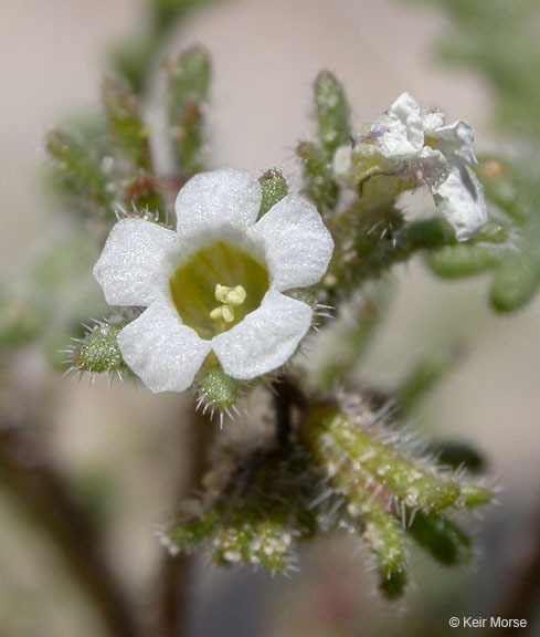 Image de Phacelia ivesiana Torr.