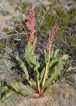 Image de Rumex hymenosepalus Torr.