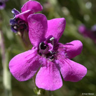 Penstemon thurberi Torr. resmi