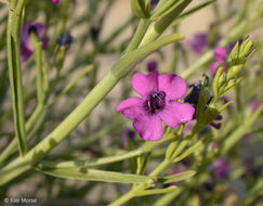 Penstemon thurberi Torr. resmi