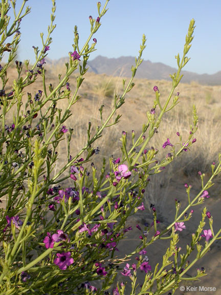 Penstemon thurberi Torr. resmi