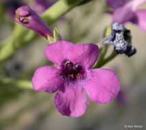 Penstemon thurberi Torr. resmi