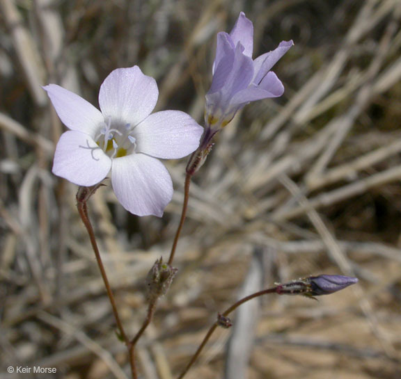 Image of showy gilia