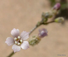 Image of <i>Aliciella monoensis</i>