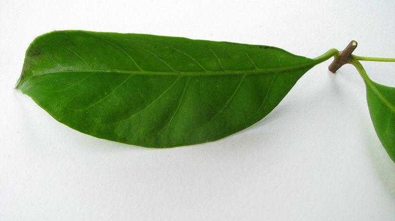 Image of Aegiphila fluminensis Vell.