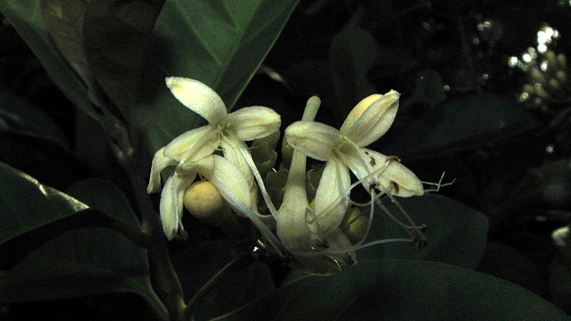 Image of Aegiphila fluminensis Vell.
