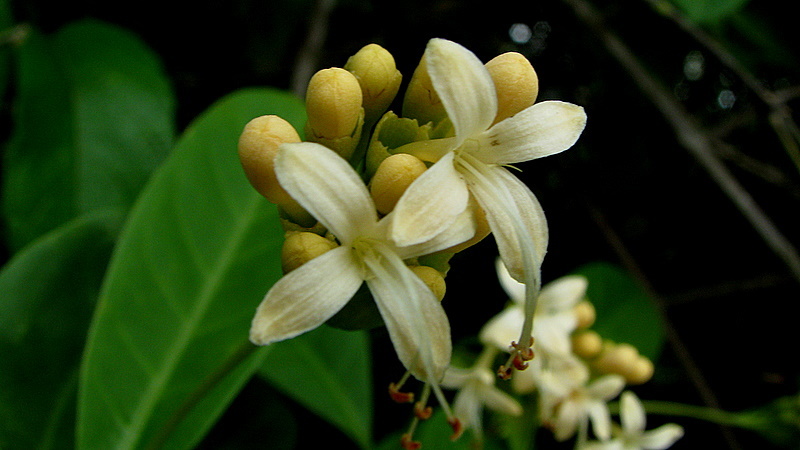 Image of Aegiphila fluminensis Vell.