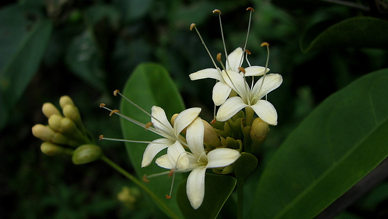 Image of Aegiphila fluminensis Vell.