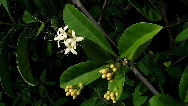 Image of Aegiphila fluminensis Vell.