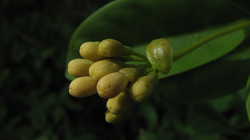 Image of Aegiphila fluminensis Vell.