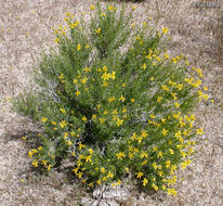 Image of narrowleaf goldenbush