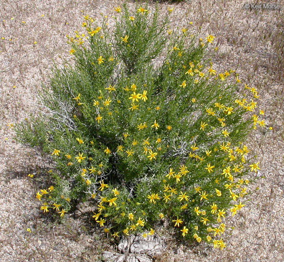 Image of narrowleaf goldenbush