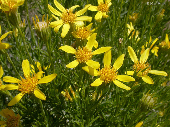 Image of narrowleaf goldenbush