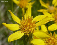 Plancia ëd Ericameria linearifolia (DC.) L. E. Urbatsch & J. R. Wussow