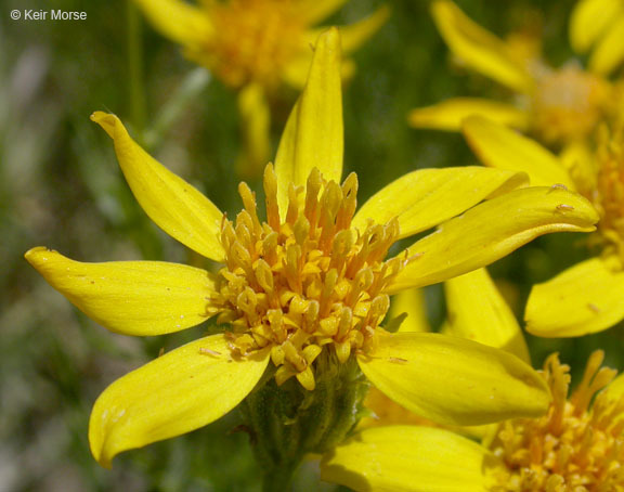 Plancia ëd Ericameria linearifolia (DC.) L. E. Urbatsch & J. R. Wussow