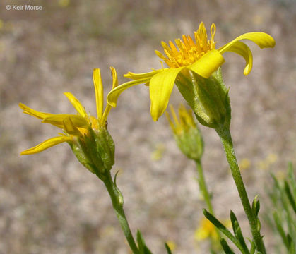 Image of narrowleaf goldenbush