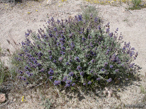 Plancia ëd Salvia dorrii var. pilosa (A. Gray) Strachan & Reveal