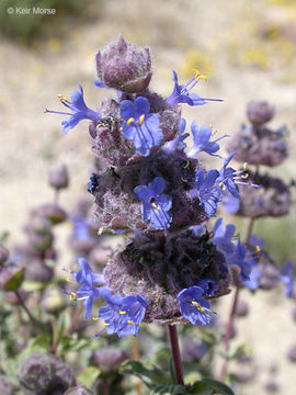 Plancia ëd Salvia dorrii var. pilosa (A. Gray) Strachan & Reveal