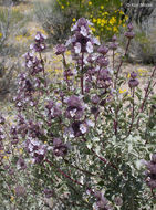 Image of Salvia dorrii var. pilosa (A. Gray) Strachan & Reveal