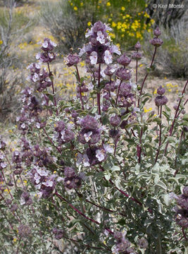 Image of Salvia dorrii var. pilosa (A. Gray) Strachan & Reveal