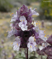 Image of Salvia dorrii var. pilosa (A. Gray) Strachan & Reveal