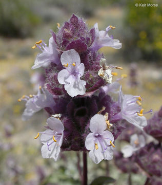 Слика од Salvia dorrii var. pilosa (A. Gray) Strachan & Reveal