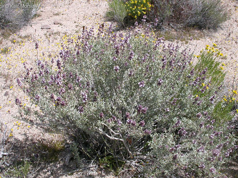 Слика од Salvia dorrii var. pilosa (A. Gray) Strachan & Reveal