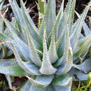 Aloe glauca Mill. resmi