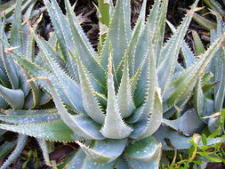 Plancia ëd Aloe glauca Mill.