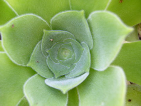 Image of Aeonium canariense (L.) Webb & Berth.