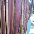 Eucalyptus caesia Benth. resmi