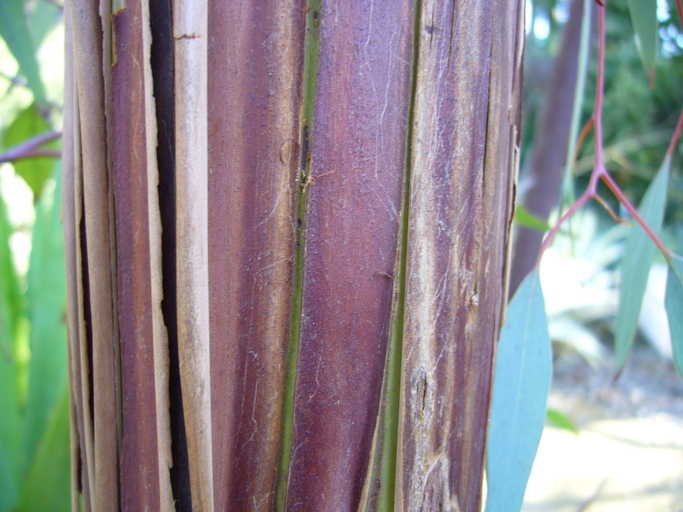 Imagem de Eucalyptus caesia Benth.