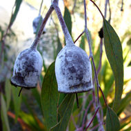 Imagem de Eucalyptus caesia Benth.