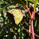 صورة Eucalyptus erythrocorys F. Müll.