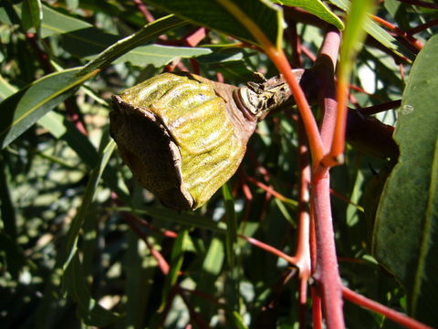 Imagem de Eucalyptus erythrocorys F. Müll.