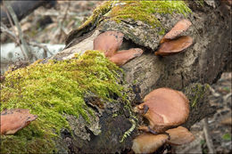 Panellus serotinus (Pers.) Kühner 1950 resmi