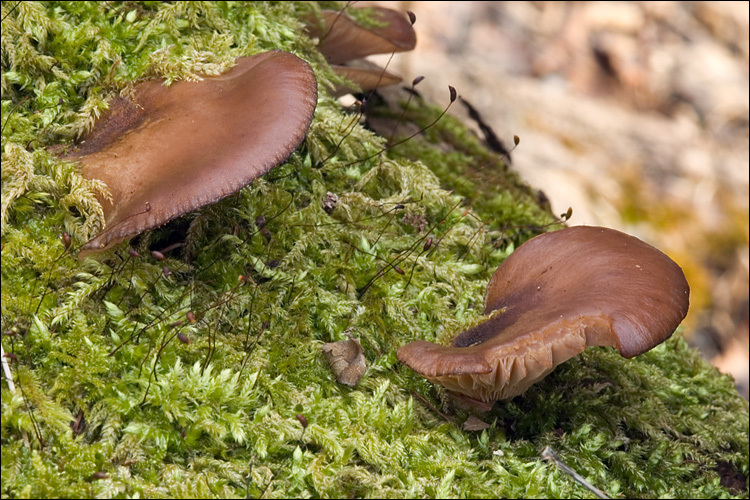 Panellus serotinus (Pers.) Kühner 1950 resmi