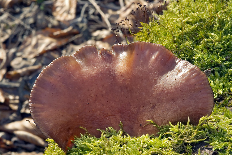 Panellus serotinus (Pers.) Kühner 1950 resmi