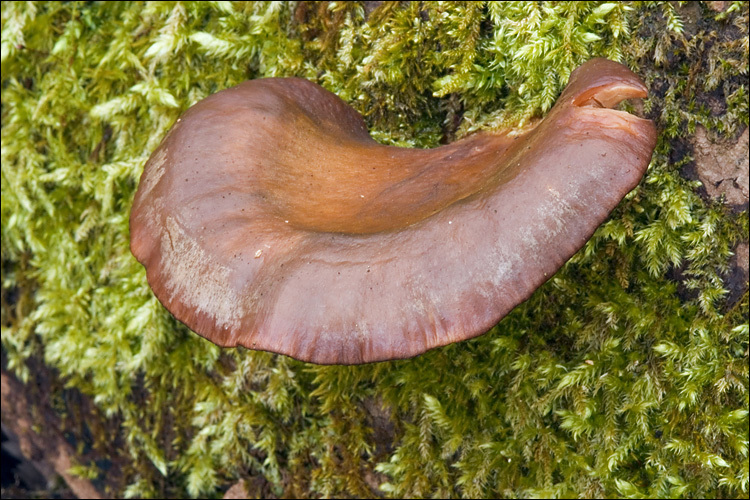 Panellus serotinus (Pers.) Kühner 1950 resmi