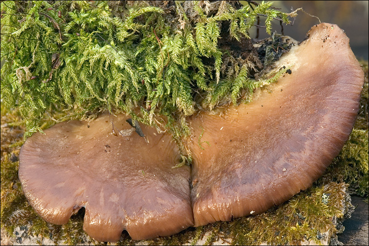 Panellus serotinus (Pers.) Kühner 1950 resmi