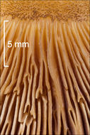 Panellus serotinus (Pers.) Kühner 1950 resmi